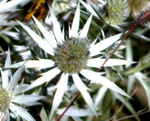 Mexican Thistle
